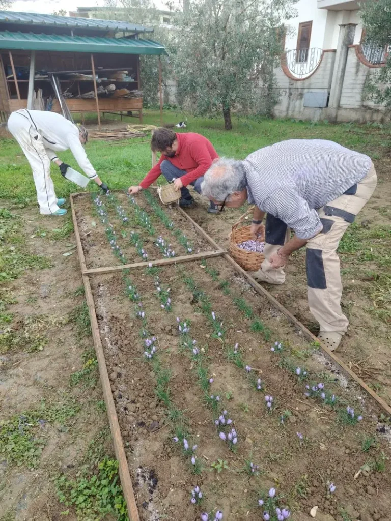 La familia cosechando