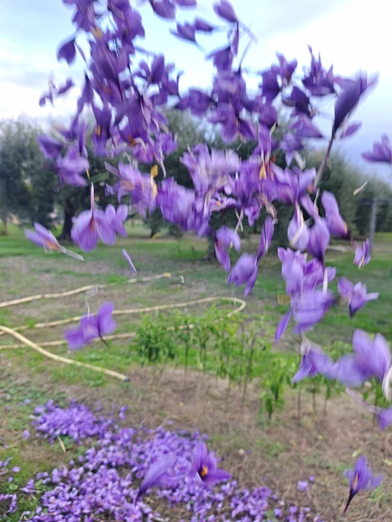 Las flores sin estigmas, devueltas a nuestra tierra.